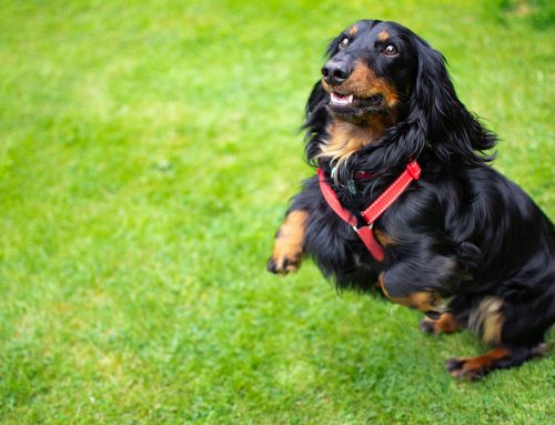 What to do and get before getting a dog?